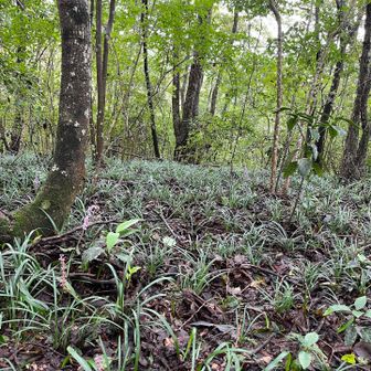 高峰山頂はヤブランの群生でした！

つい2、3日前までは可愛い山名板があったみたいなんだけどもう消えてた😭
