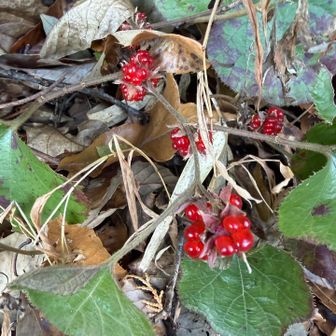久々のヘビいちご🍓
