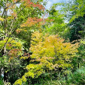 紅葉したら綺麗やろうなぁ🍁