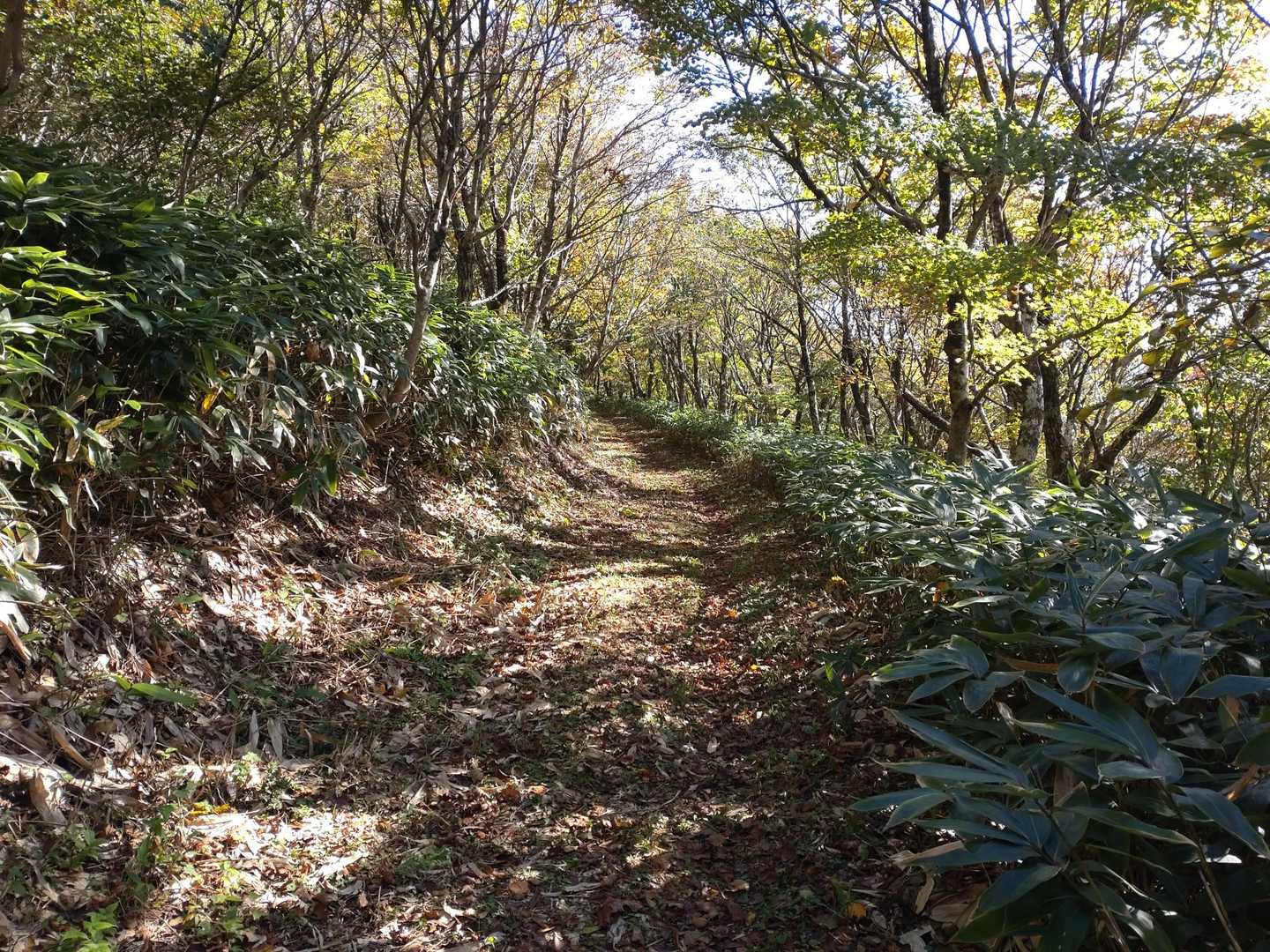 竜王山への道も木漏れ日があって気持ちいいのですが、時間が遅くなったので、急いで下山します。