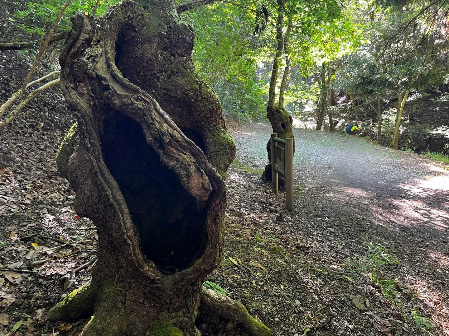 渓谷を渡って山頂カフェへ、能勢妙見山の周回の写真
