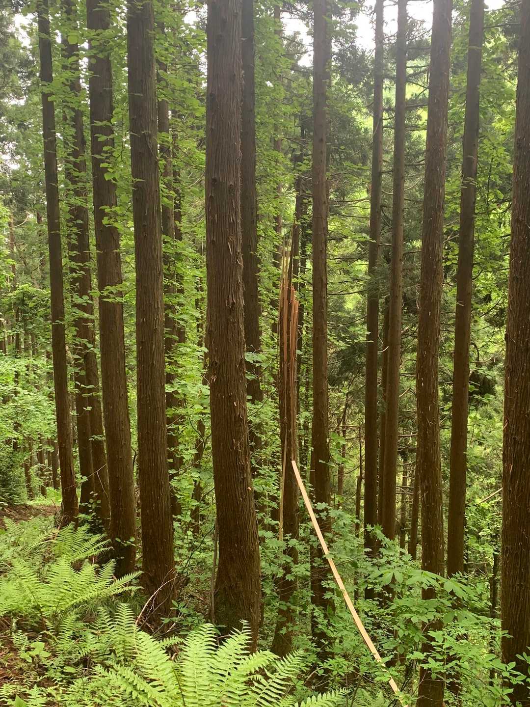バッキリ割れた木。どうしたんだろ😳