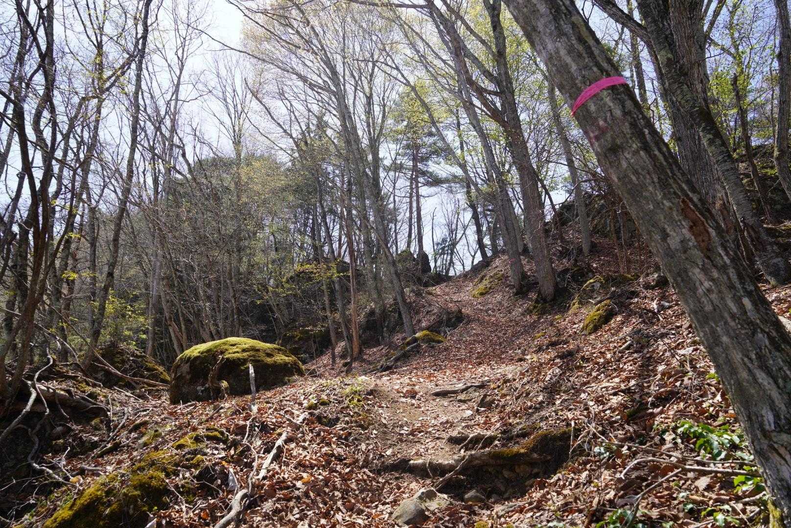 なかなかの急登です