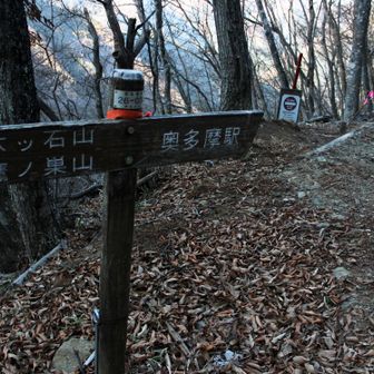 林道に出ましたがすぐに杉林の中の道に進みます。