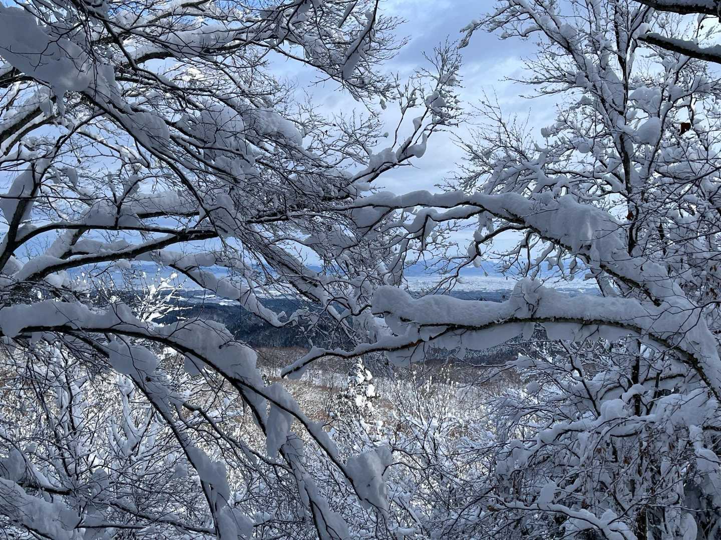 木々の間に青森市街が見える