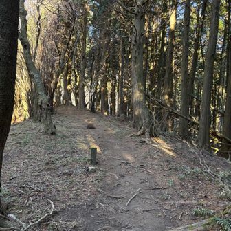 山道も明るくて安心して歩けます