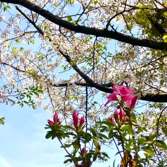 ﾂﾂｼﾞ🌺と桜🌸のｺﾗﾎﾞ😃