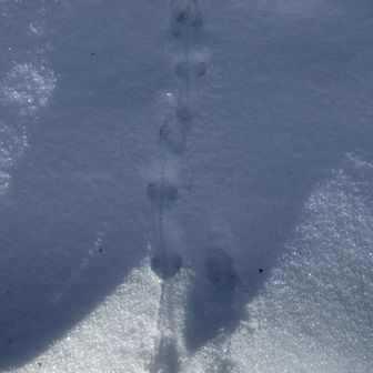 これも👀線があるので鳥さん🐥かしら❓ネズミ🐭さん❓