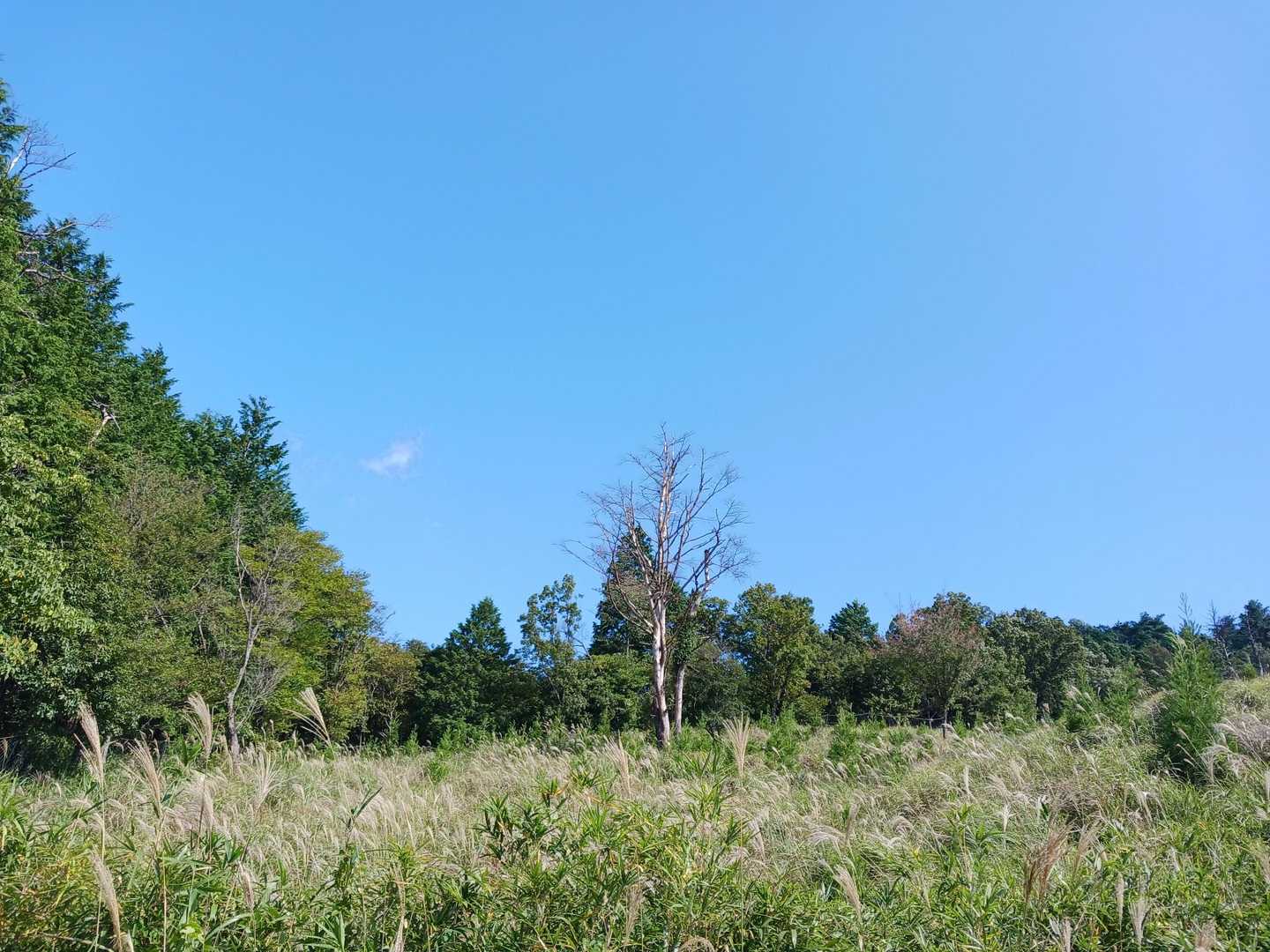 青空になってきました\(  ˆ ˆ  )/