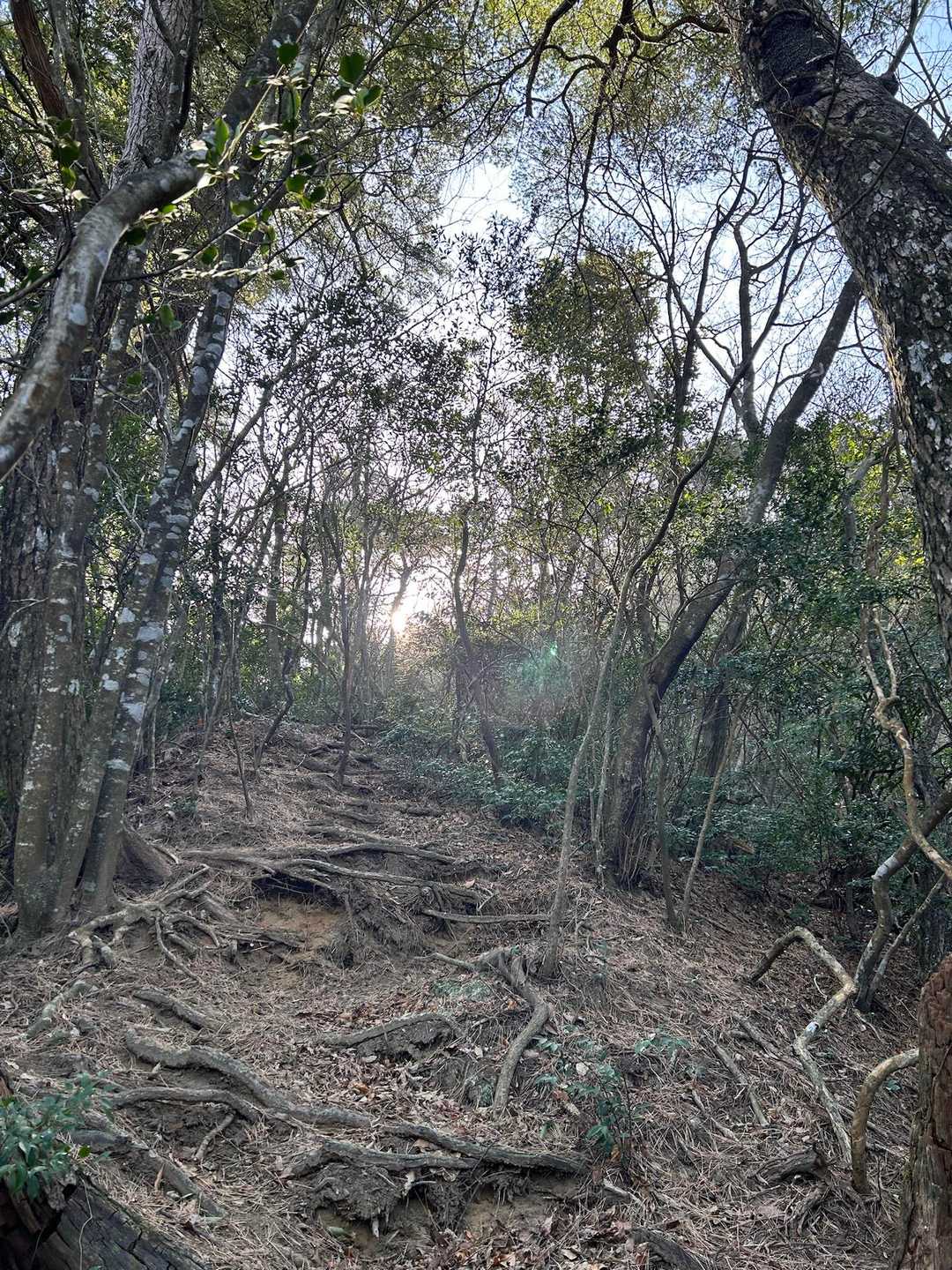 だんだん急登感