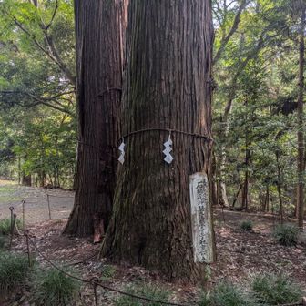 立派な二本杉