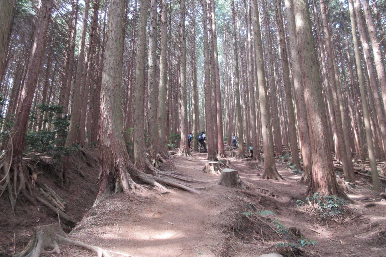 櫛羅の滝コース