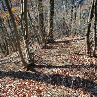 尾根を右に少し下ると分岐、正面急傾斜の尾根道を下る。
この先踏跡、テープ表示類なし。
左手にテープ表示と緩斜面の尾根があるが、別の道。