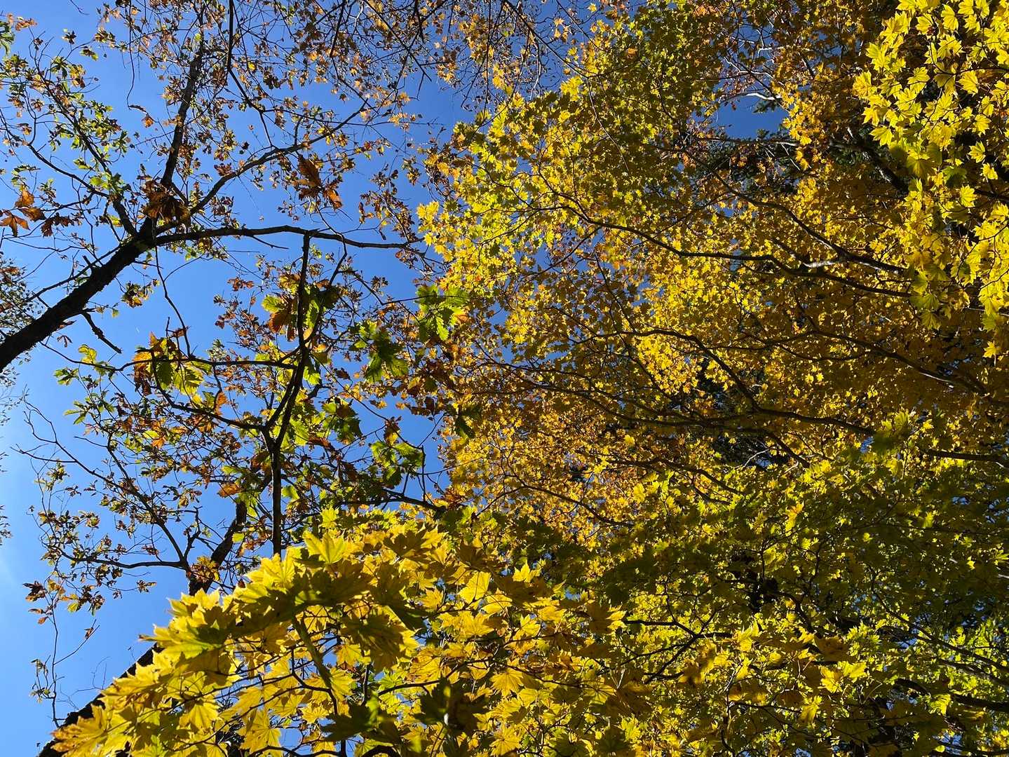 黄色の紅葉💛