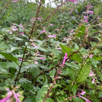 群生地🌸　沢山🥰　背が高い