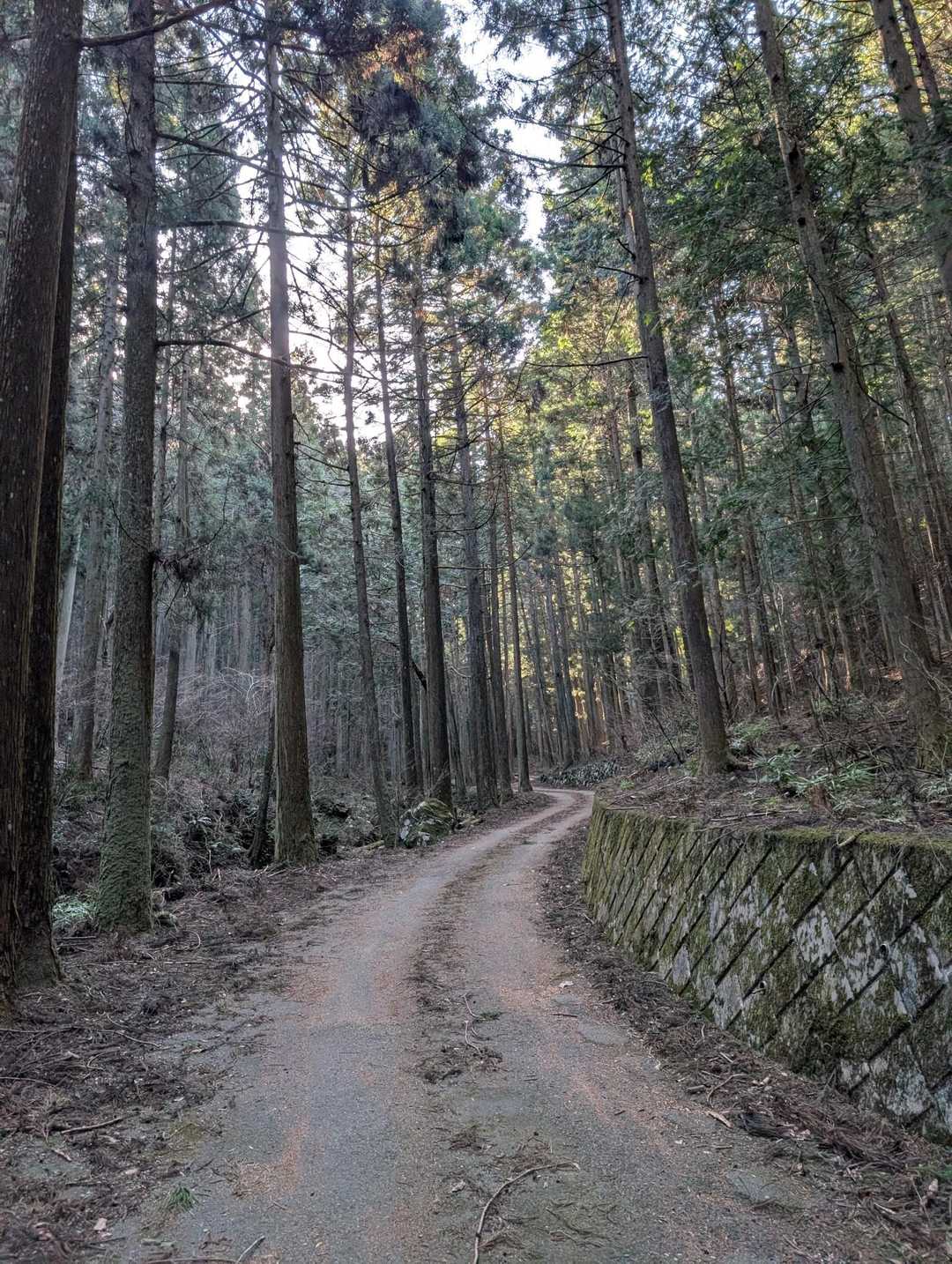 底沢峠への林道