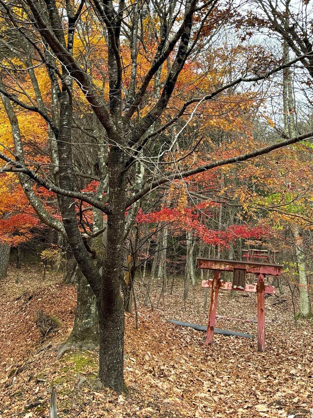 烏帽子ヶ岳 往復コースの写真