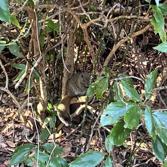 このコース、リス🐿️がたくさん