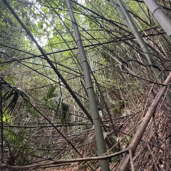 藪漕ぎ地獄🙅‍♂️
ここらへん山頂です。
しらんけど・・・