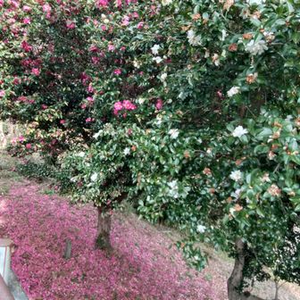 紅白サザンカの競演