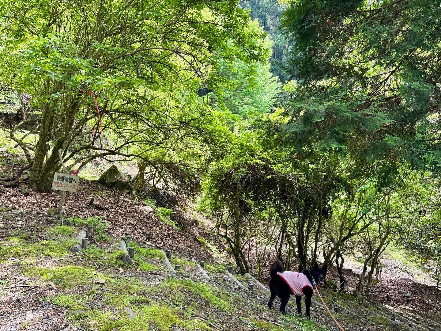 下山ルートも看板ピンクテープたくさんあり感謝です🎀