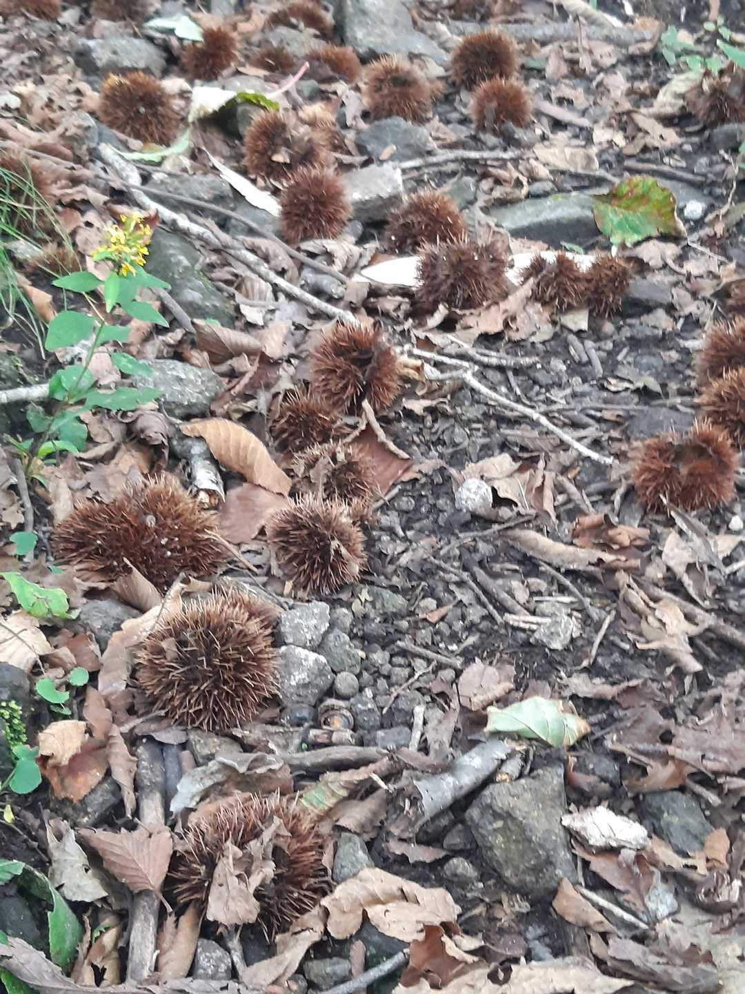 🌰栗が沢山落ちてますが、ほとんど中身は有りません。