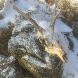 脳みそ塩漬け男（生を実感したい）