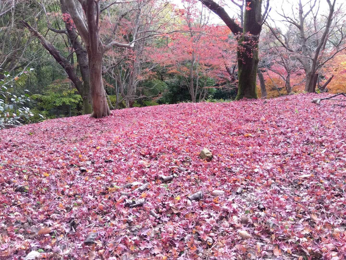 🍁の絨毯　もう少し早く来たかった😅