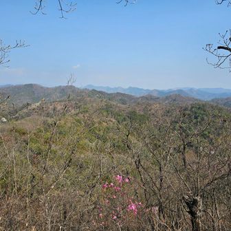 アカヤシオ🌸、バックは日光方面ですが見えてる山は日光ではない