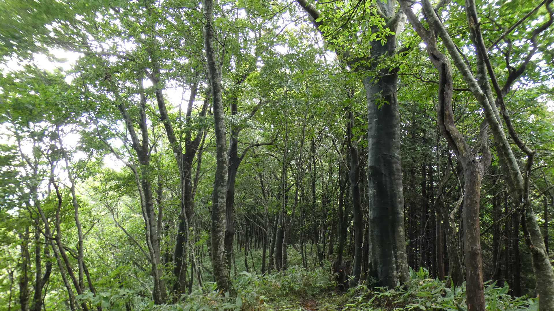 急登を登りきるとブナの森の稜線が迎えてくれる。
