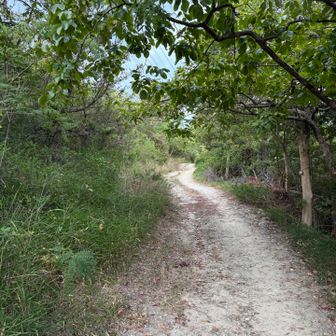登山道は整備されており、歩きやすいです。
ありがとうございます。