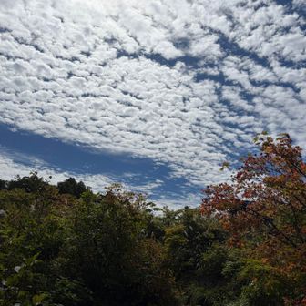 空はすっかり秋の空になっています