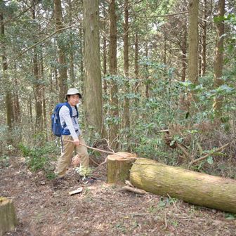今度は木を切ってるつもり💦