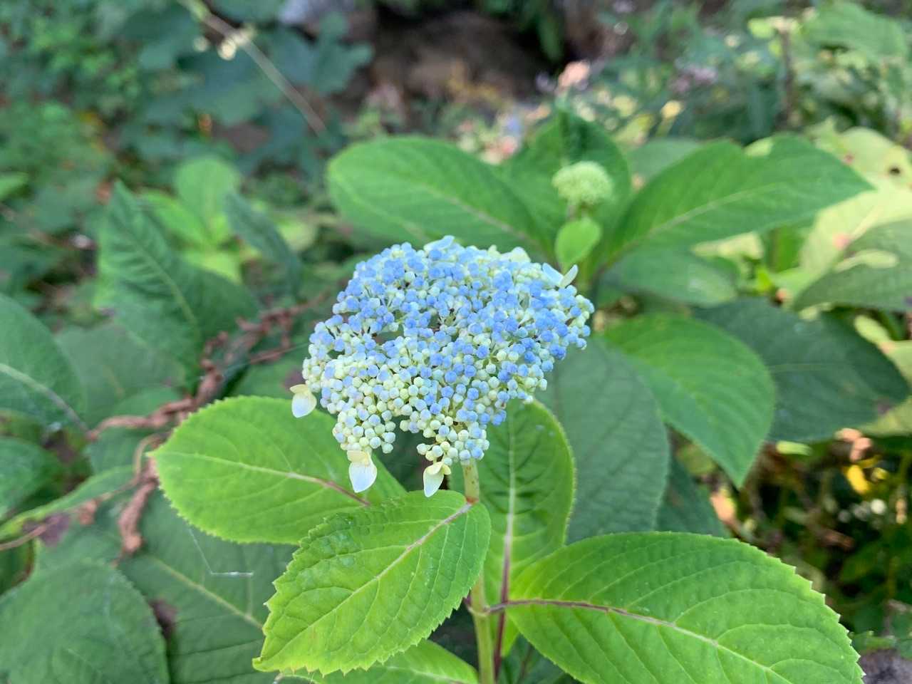 紫陽花｡｡今から咲くの❓