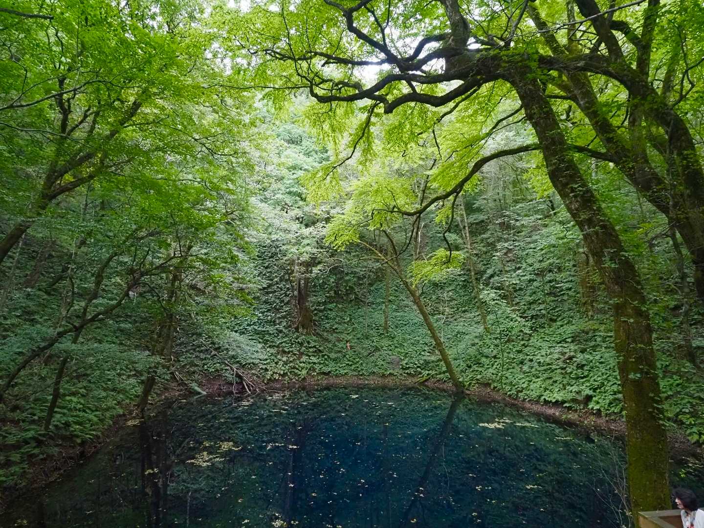 奥十二湖駐車場バス停発着｜白神山地十二湖青池散策周回コースの写真