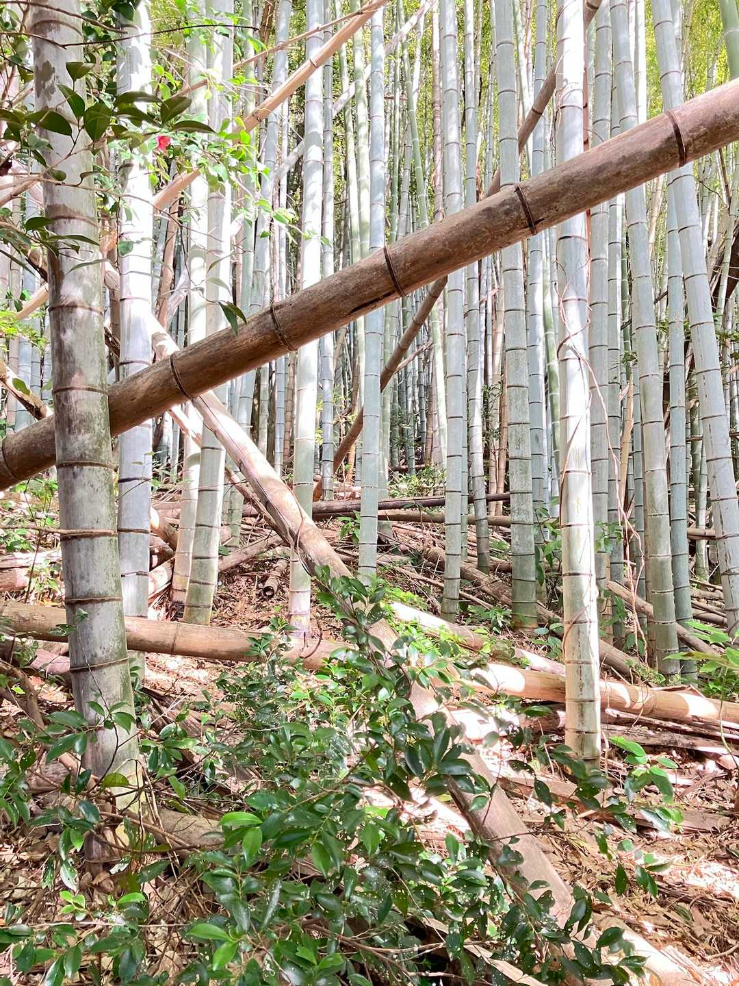𝕍𝔸ℝ𝕀² ℝ𝕆𝕌𝕋𝔼 .·*.🐾嵩山〽️和久羅山 / kaorin.さんの嵩山・和久羅山の活動データ | YAMAP / ヤマップ