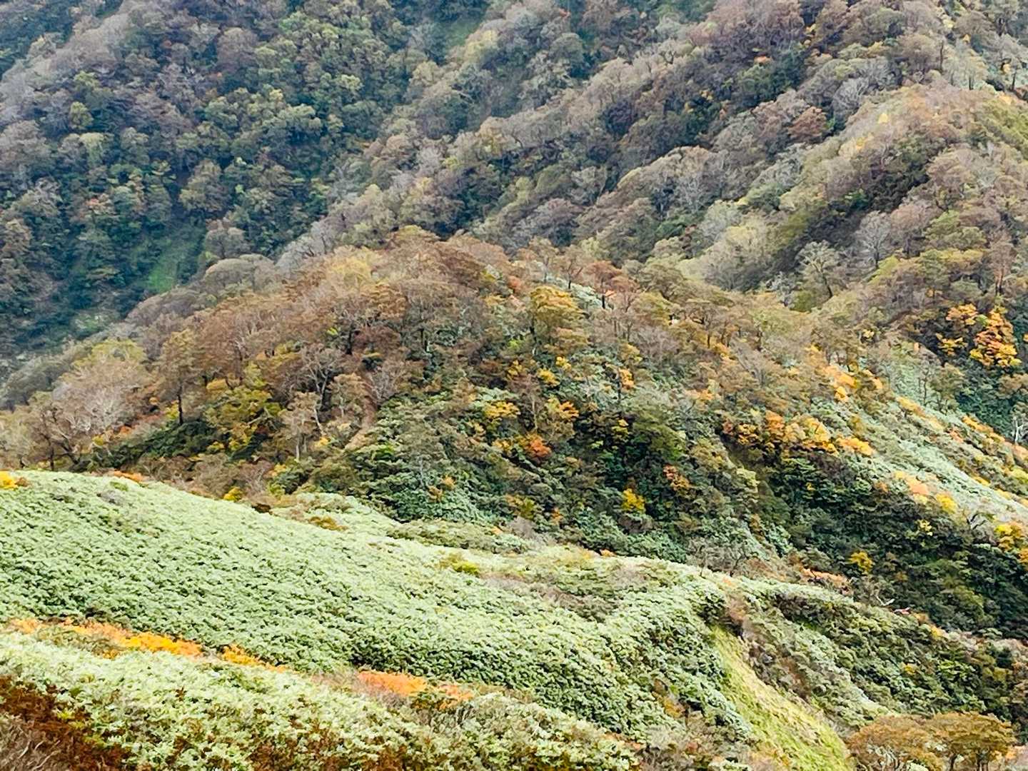 温見峠-能郷白山 往復コースの写真