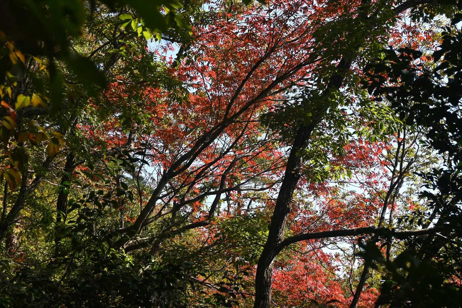 下りも楽しい