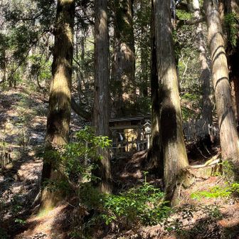 呼ばれないと行けない玉置神社とバイカオウレン / やえむちさんの大峯
