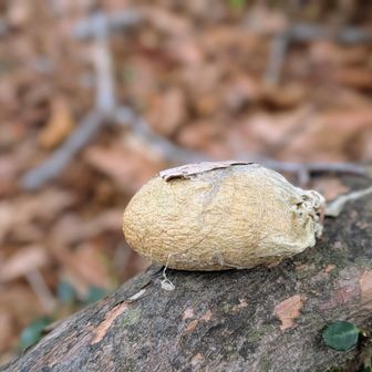 叩けば胞子が出る🍄‍🟫ホコリタケ❓