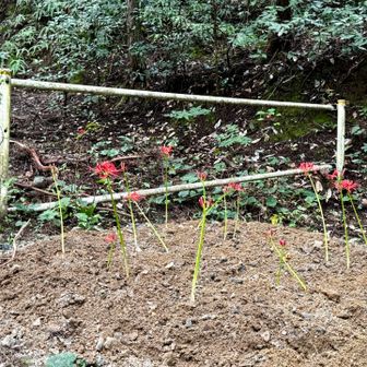 帰りに見つけた彼岸花
土が盛ってあったようですが、植えたのかな？