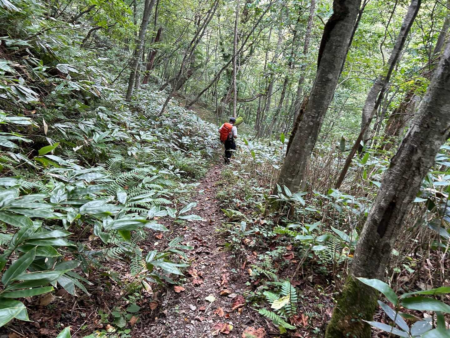 下り坂は走るダチンさん🏃🏻
私は膝の温存のため歩きます🚶🏻‍♀️