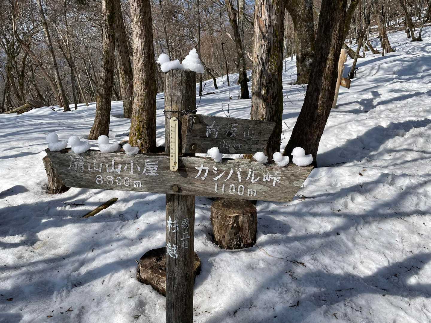 帰りはごぼう畑まで歩きます👣
