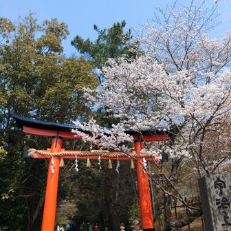 宇治上神社の鳥居