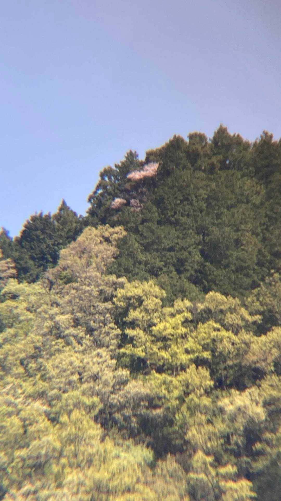 さっき見た🌸〜安モンの望遠です〜

