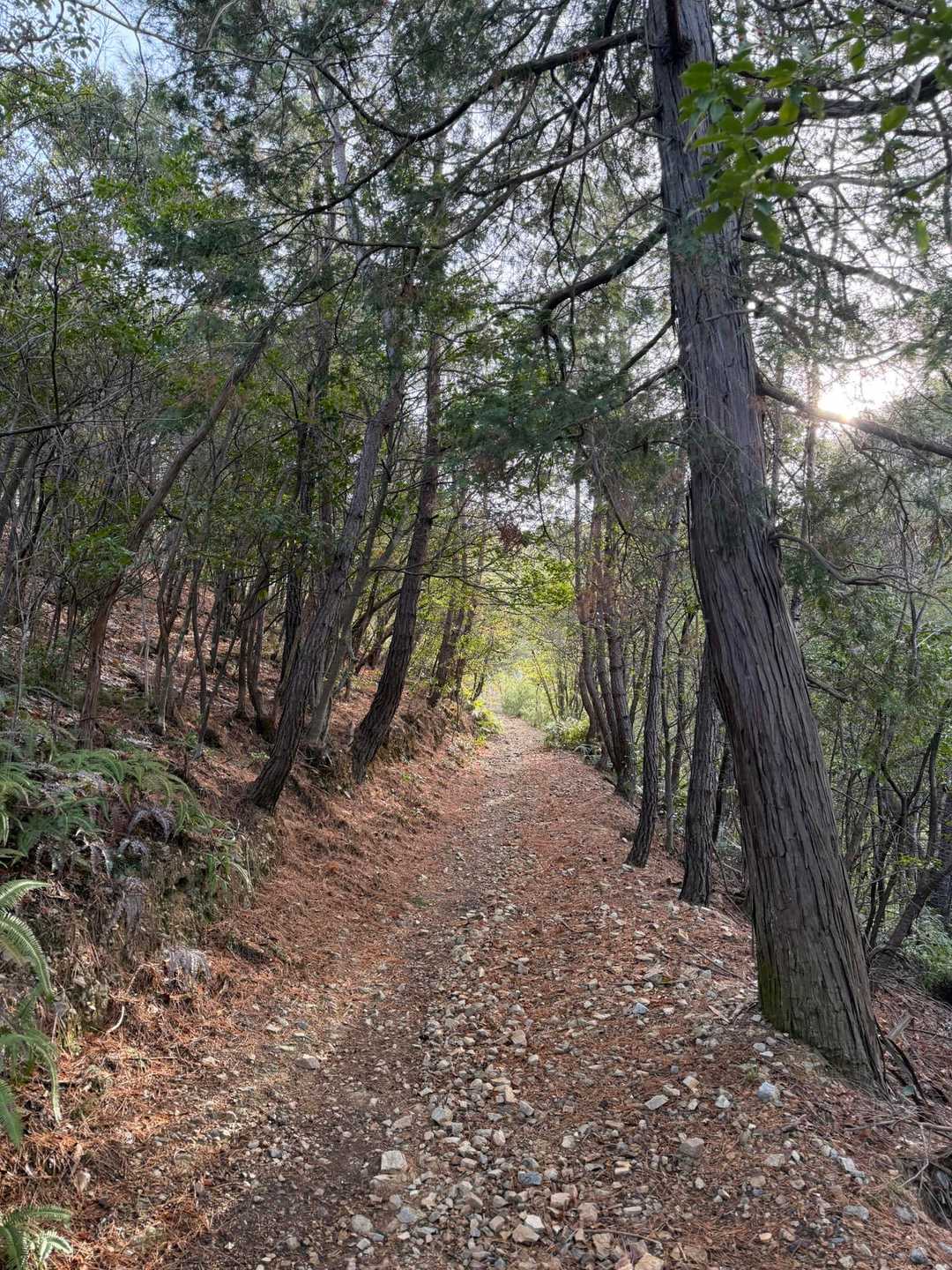 阪急嵐山駅-ハイキングコース入口-松尾山-苔寺・すず虫寺バ 縦走コースの写真