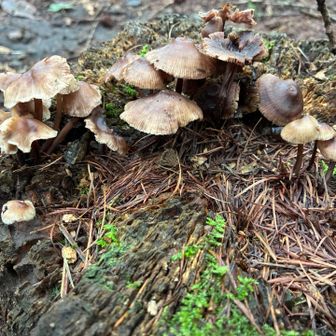 きのこ🍄‍🟫がたくさん。
