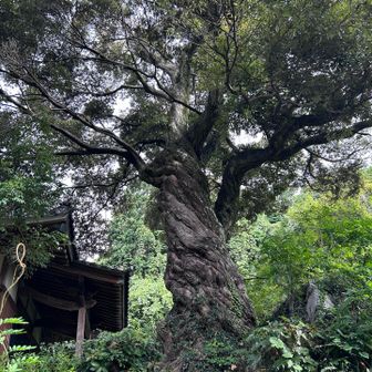 愛宕神社まで戻って来ました

ねじれた大木

