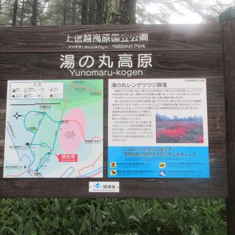 ( ´Д｀)=3 ﾌｩ
リフト登りきった！
レンゲツツジは6月なのね…