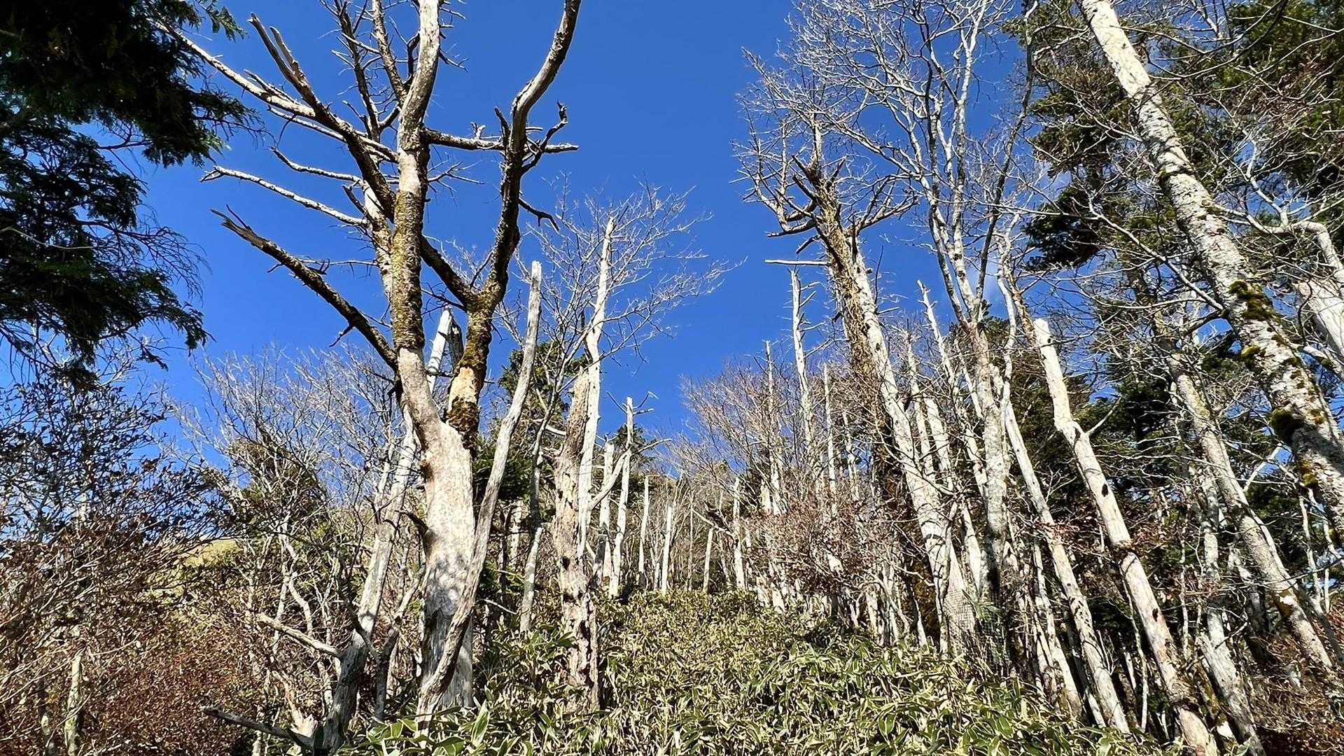 白髪山のいわれかなぁ。